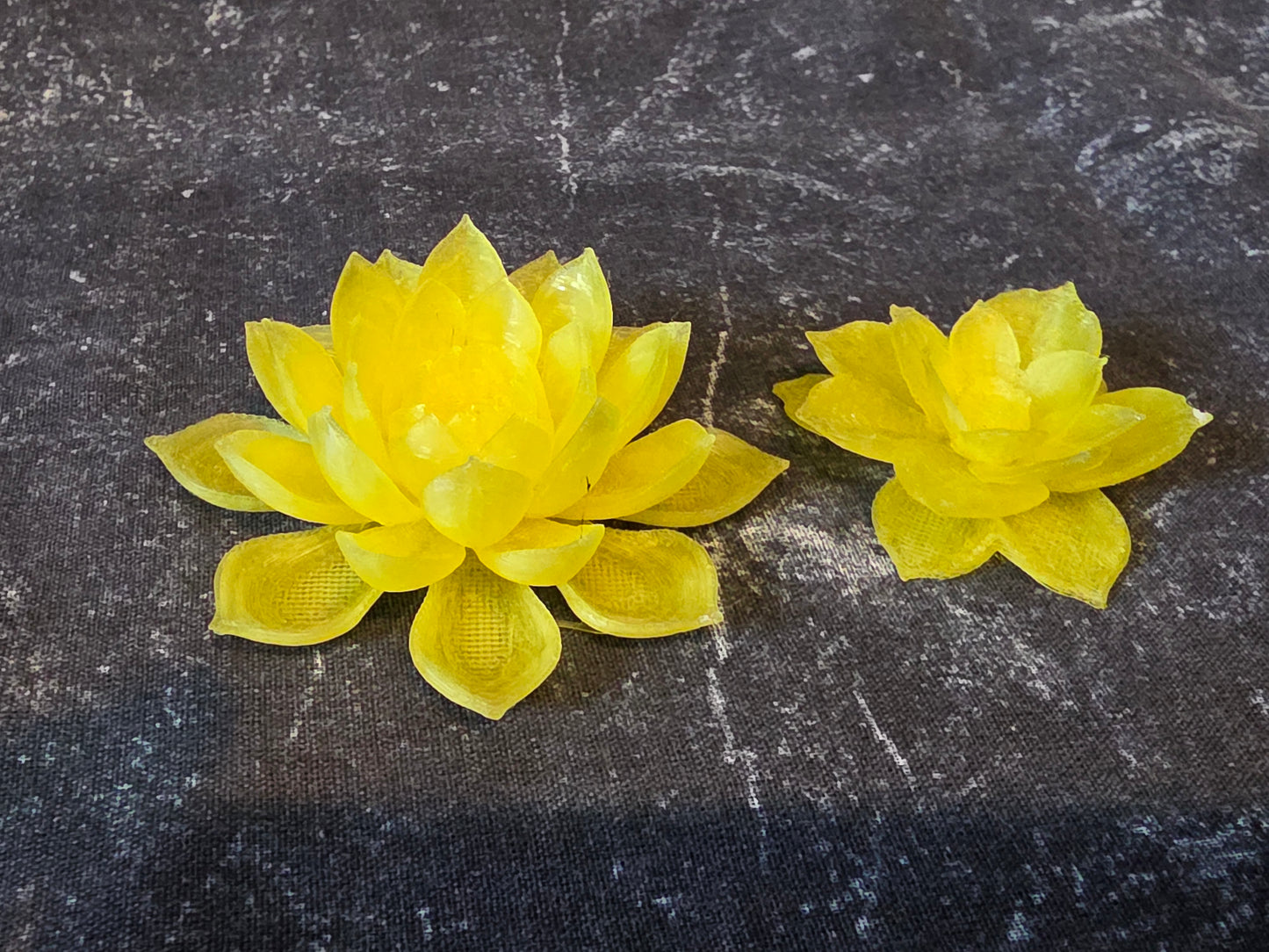 Sunlit Water Lily