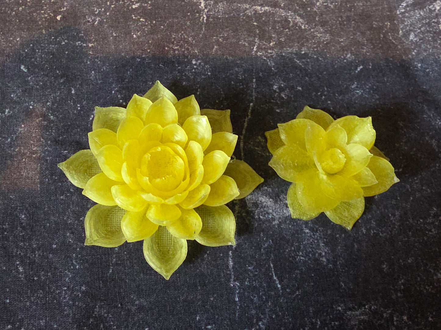 Sunlit Water Lily